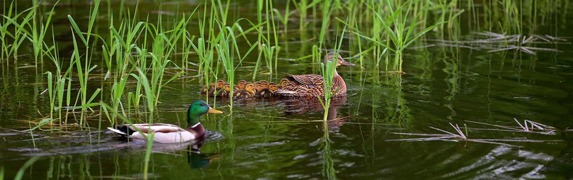 wildlife wildlife