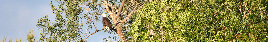 Wildlife Wildlife