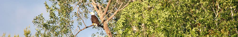Wildlife Wildlife